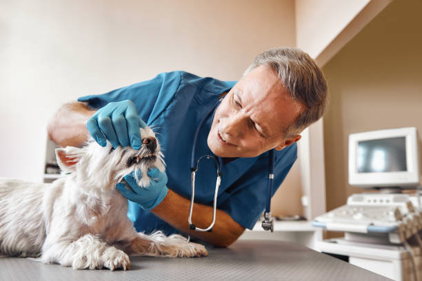 Best Same-Day Emergency Dental Services in Folkston, GA